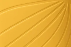 Ranidae><noscript><img width=