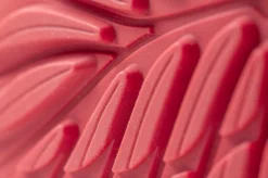 Ranidae><noscript><img width=