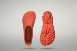 Ranidae><noscript><img width=