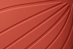 Ranidae><noscript><img width=